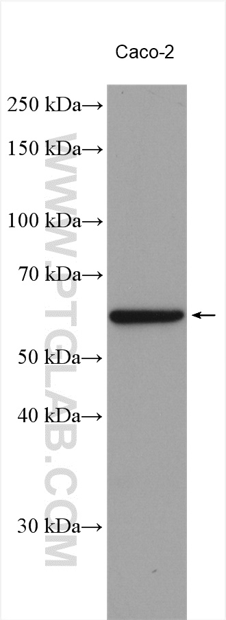 NOX1 Polyclonal antibody