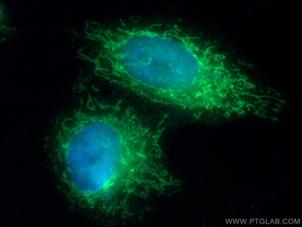 COQ10A Polyclonal antibody
