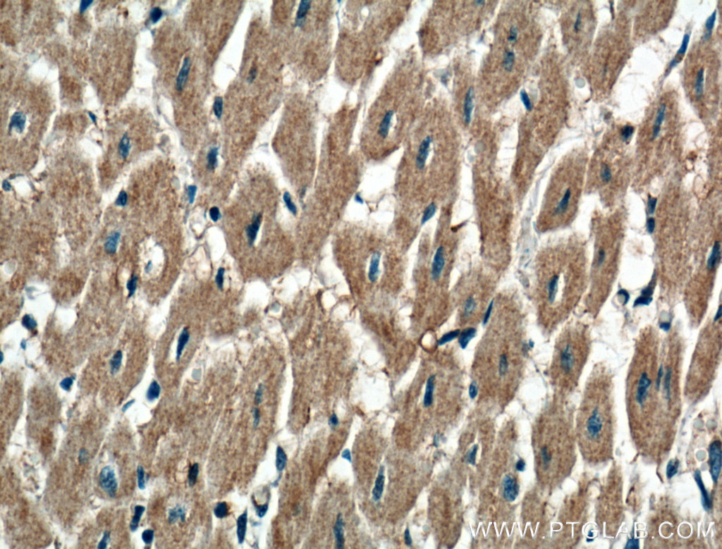 P2RX3 Polyclonal antibody