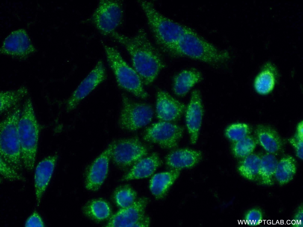 SEC31A Polyclonal antibody