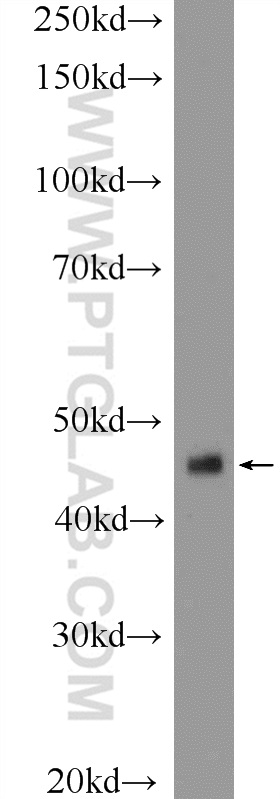 ING1 Polyclonal antibody