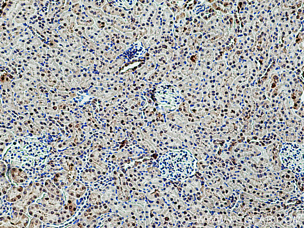 RGN/SMP30 Polyclonal antibody