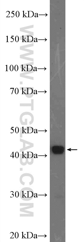 FUT1 Polyclonal antibody