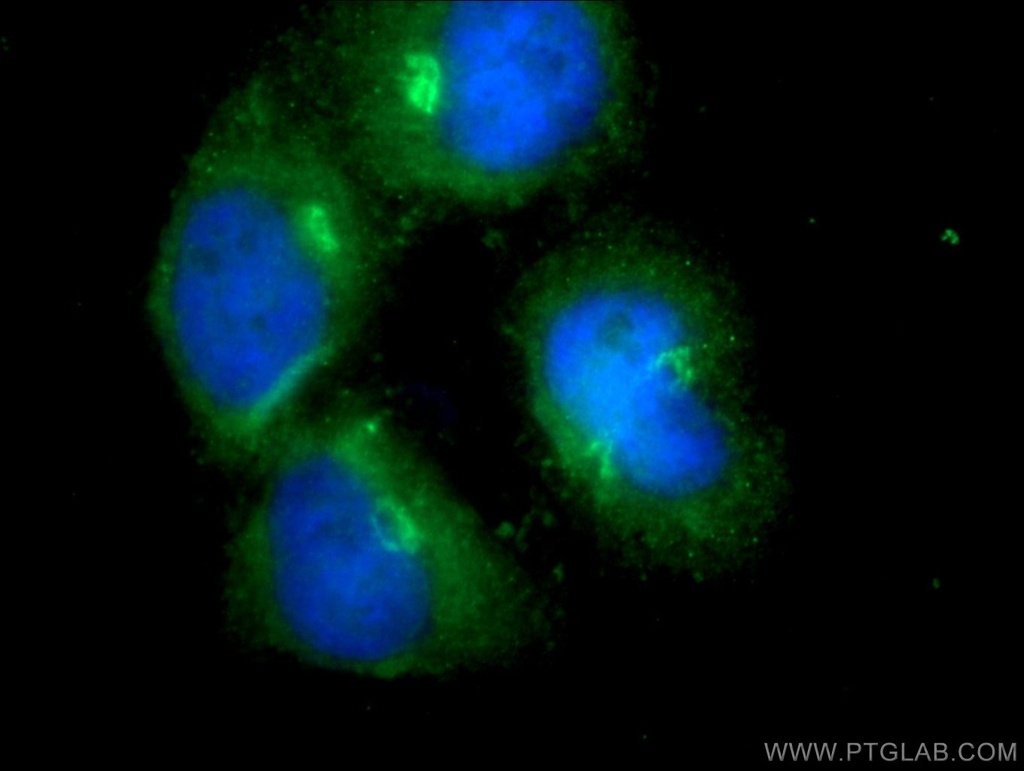 RASIP1 Polyclonal antibody