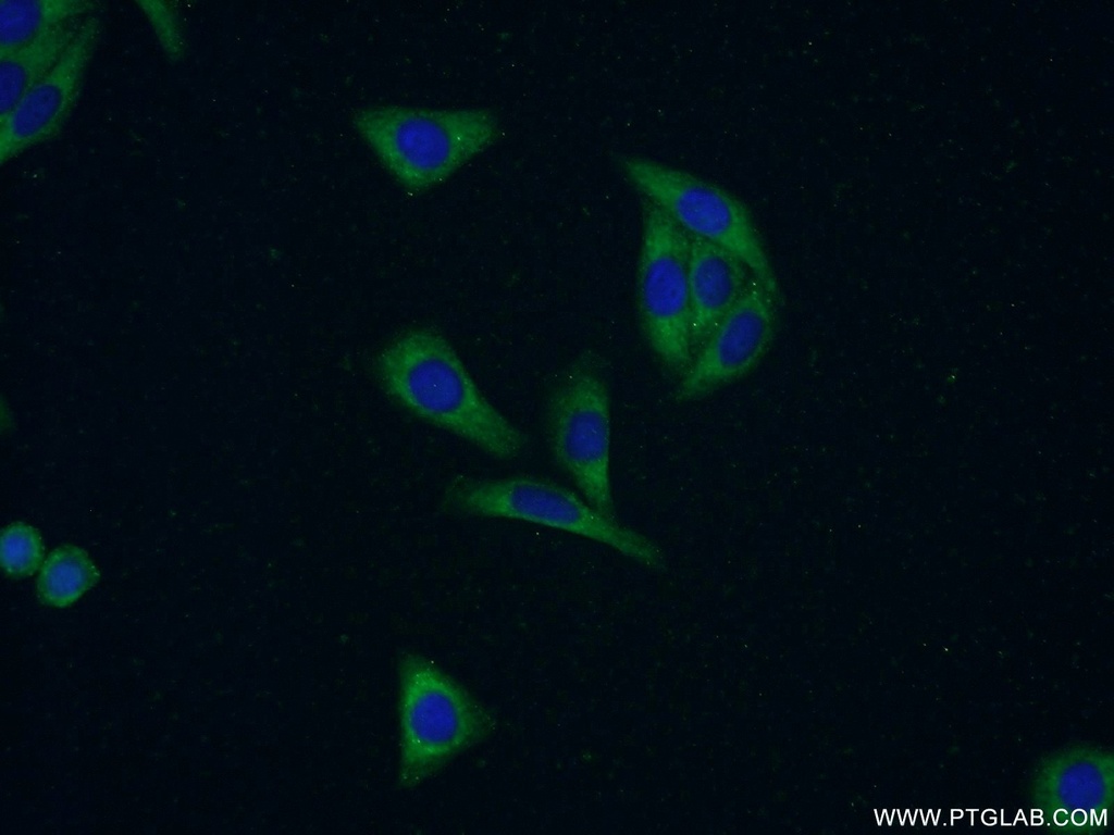 BOLA1 Polyclonal antibody