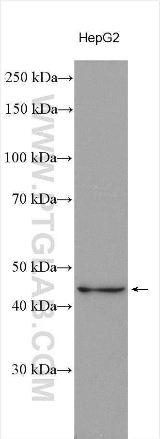 APOA5 Polyclonal antibody
