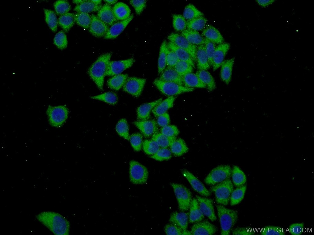 FKBP9 Polyclonal antibody