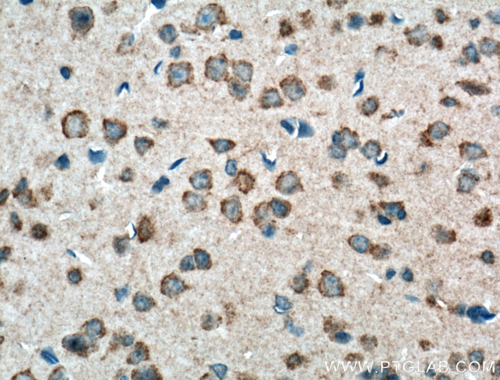 PCDHA9 Polyclonal antibody