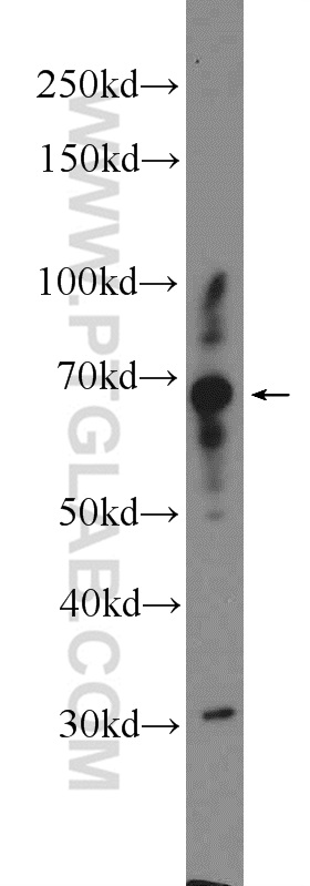 CPNE5 Polyclonal antibody