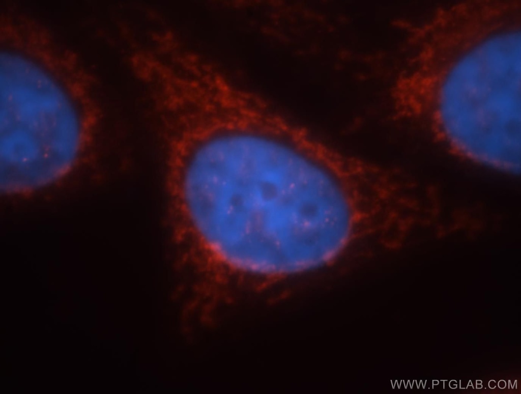 GCOM1 Polyclonal antibody