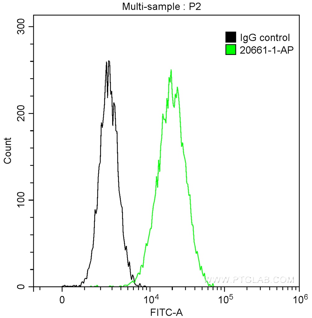 MARCKS Polyclonal antibody