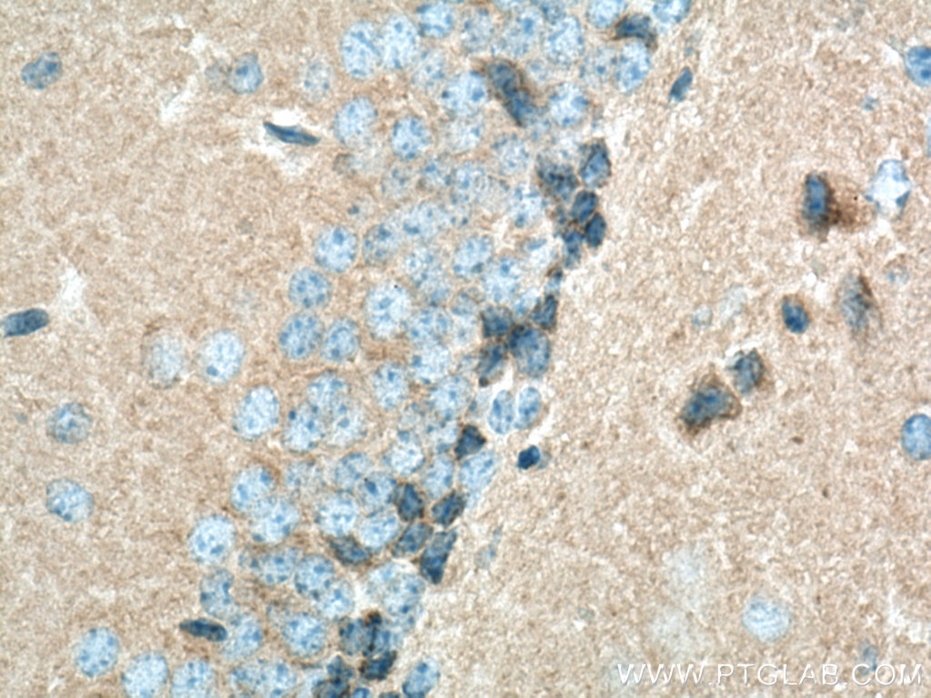 PSD95-Specific,DLG4 Polyclonal antibody