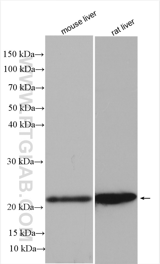 FGF8 Polyclonal antibody