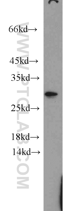 Claudin 22 Polyclonal antibody