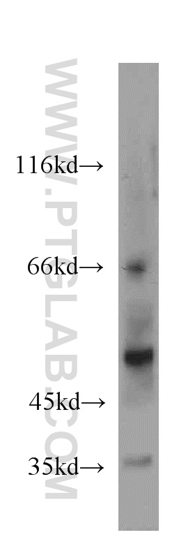 NPT1 Polyclonal antibody