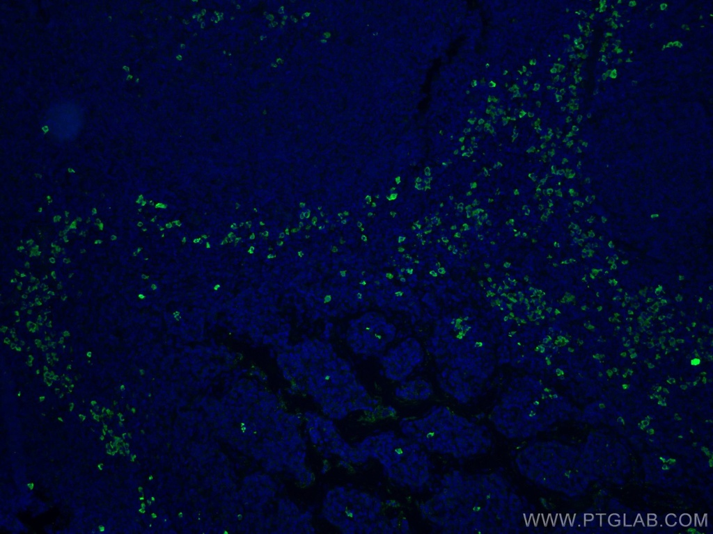 IgG Lambda Light Chain Polyclonal antibody