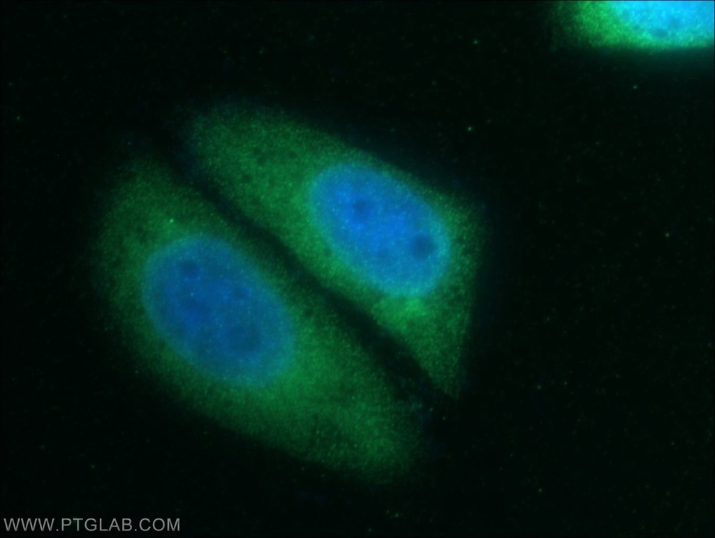 CAPRIN2 Polyclonal antibody