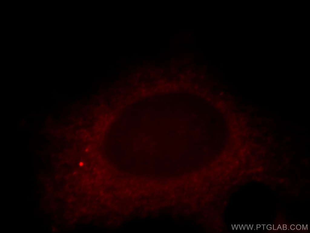 RNF133 Polyclonal antibody