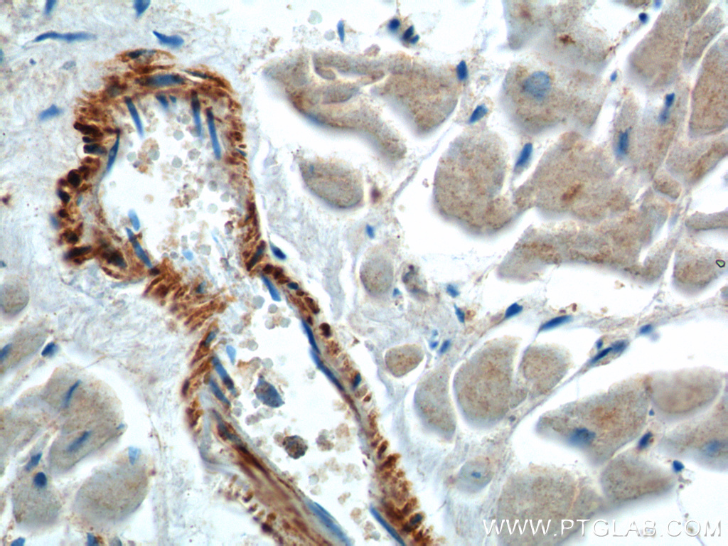 neuron navigator 1 Polyclonal antibody