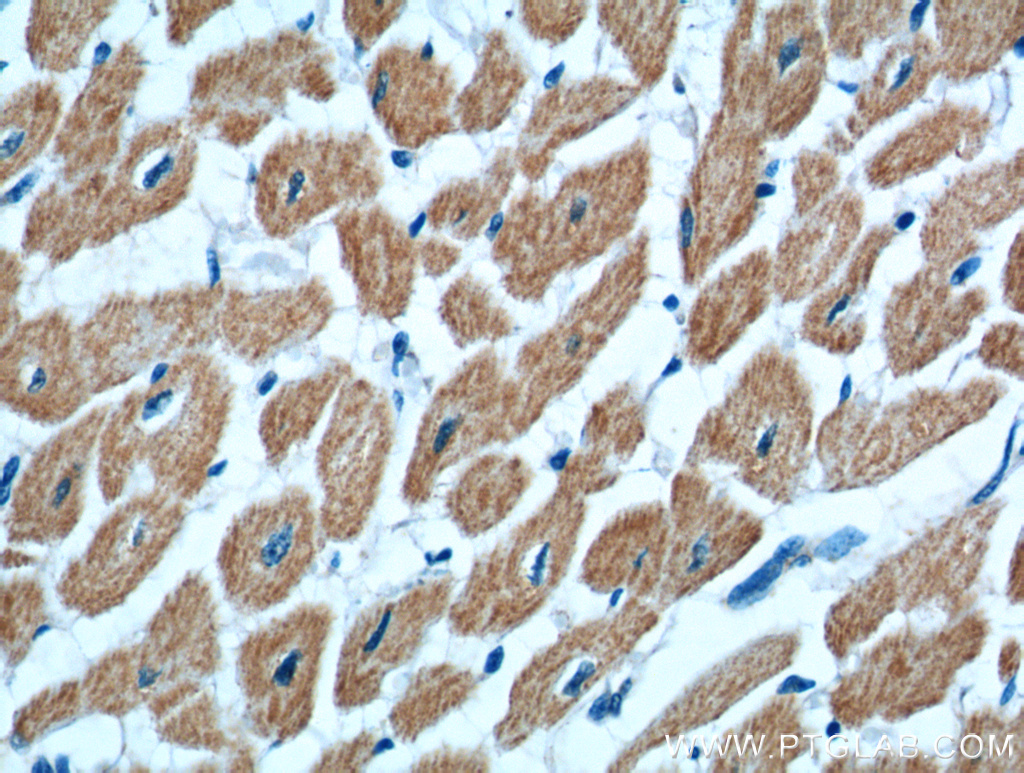 KAZALD1 Polyclonal antibody