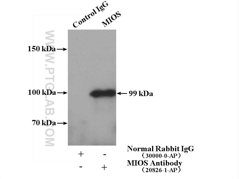 MIOS Polyclonal antibody