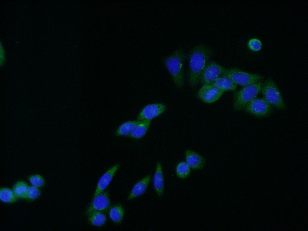 C9orf86 Polyclonal antibody