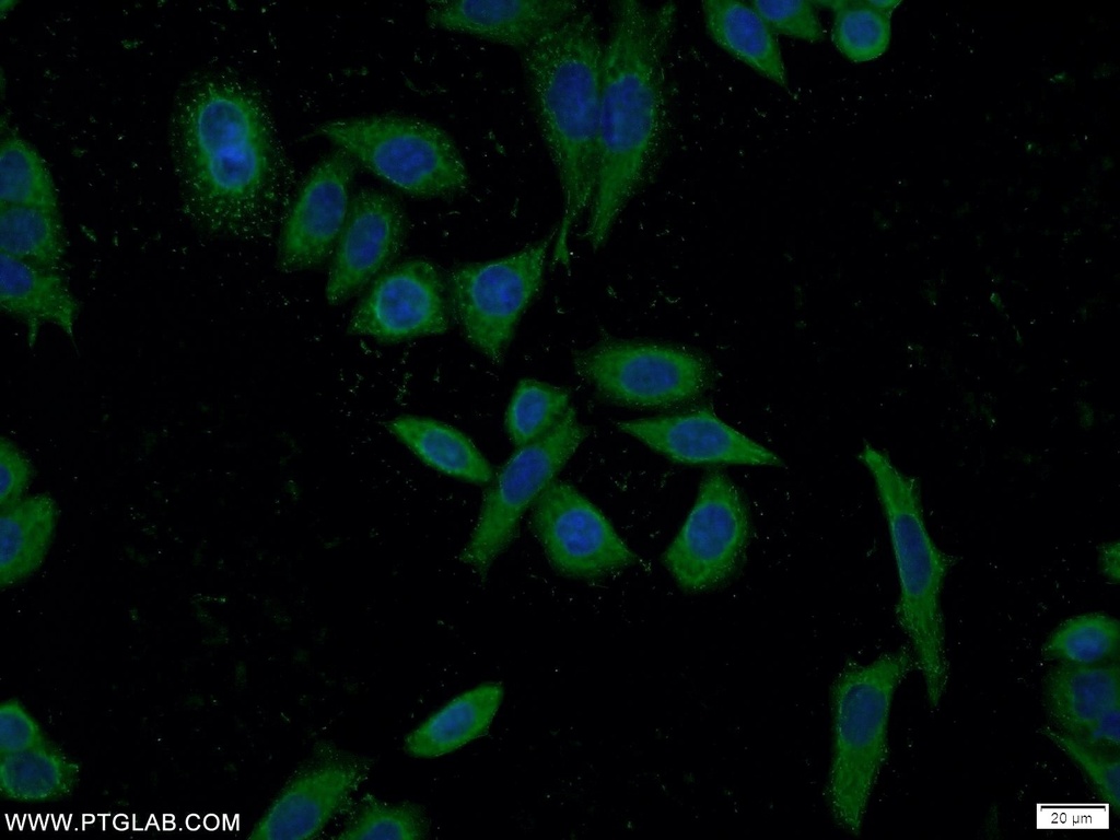 SEC23IP Polyclonal antibody