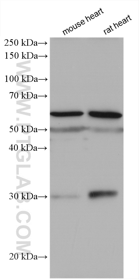 SLC47A1 Polyclonal antibody