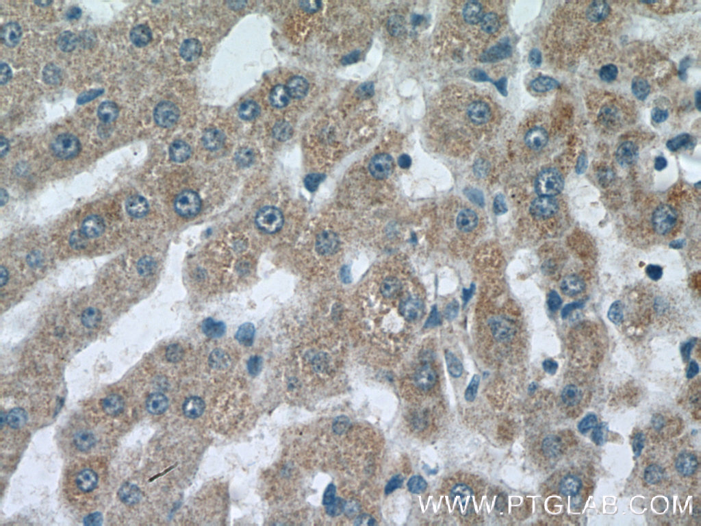C3orf20 Polyclonal antibody