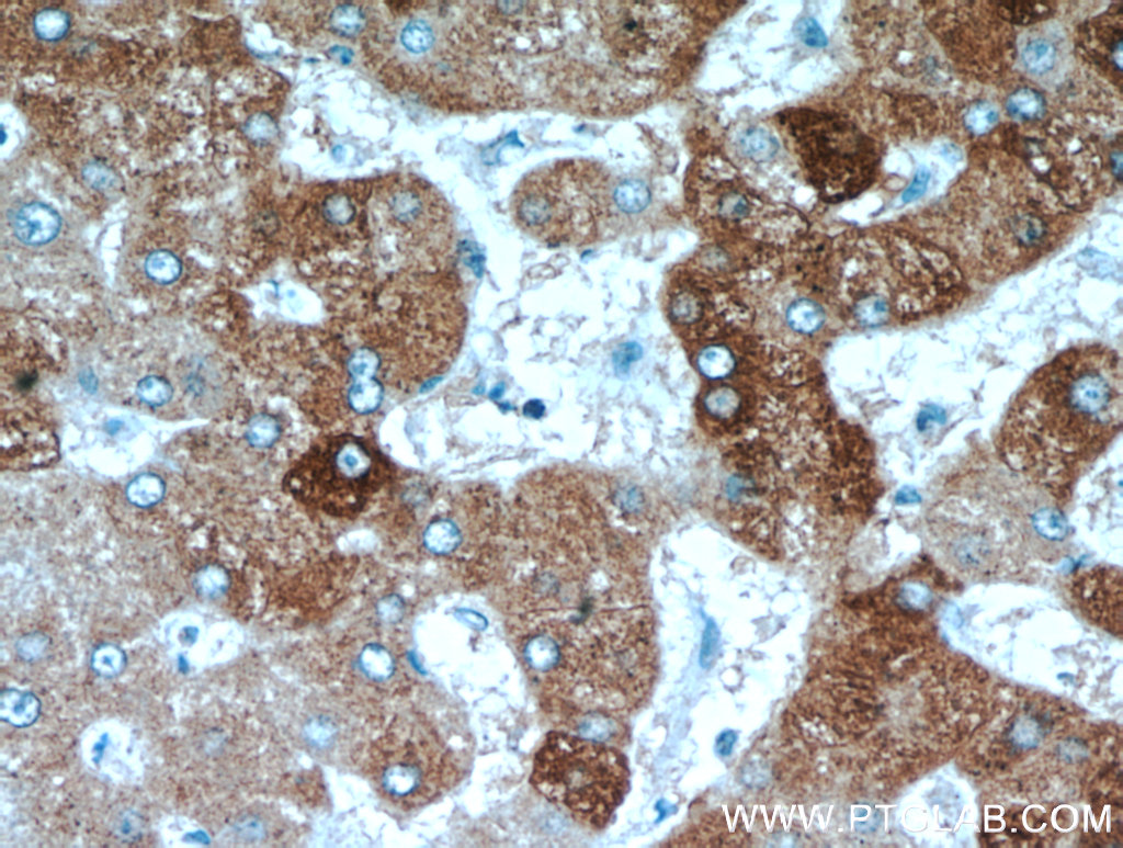 FAM185A Polyclonal antibody