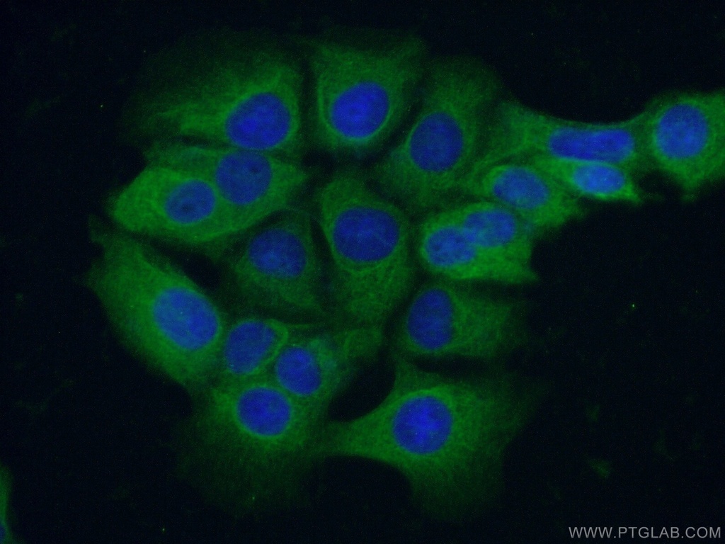 C11orf42 Polyclonal antibody