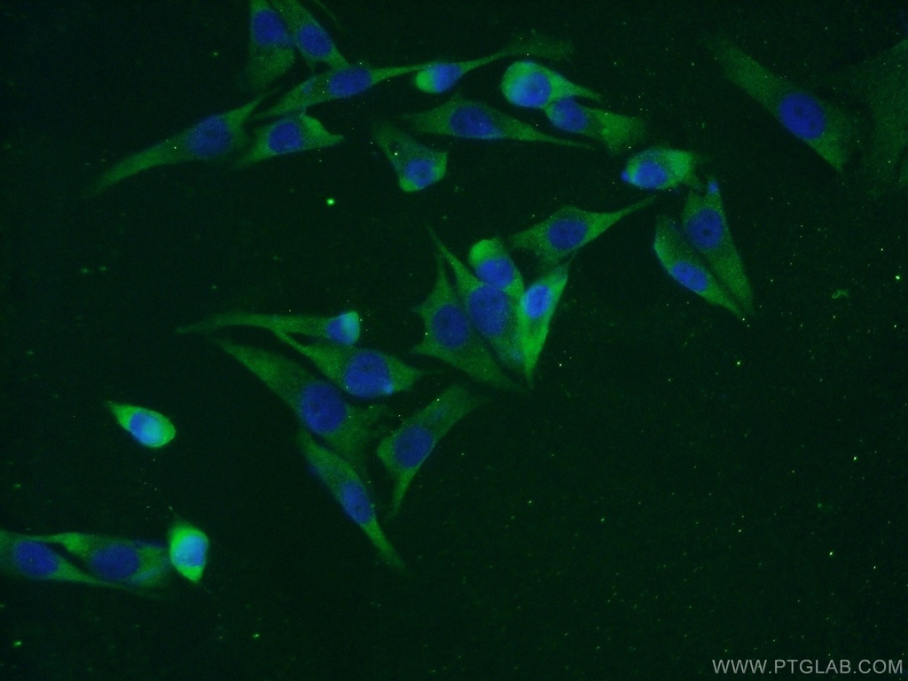 C7orf58 Polyclonal antibody
