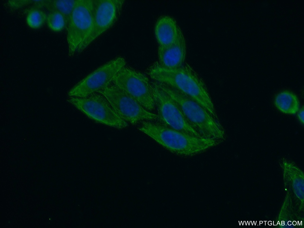 KIAA1984 Polyclonal antibody
