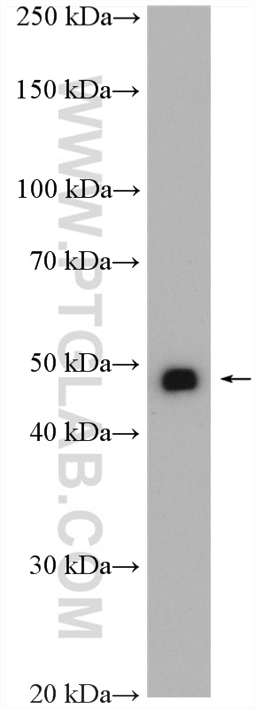 NKX6-1 Polyclonal antibody