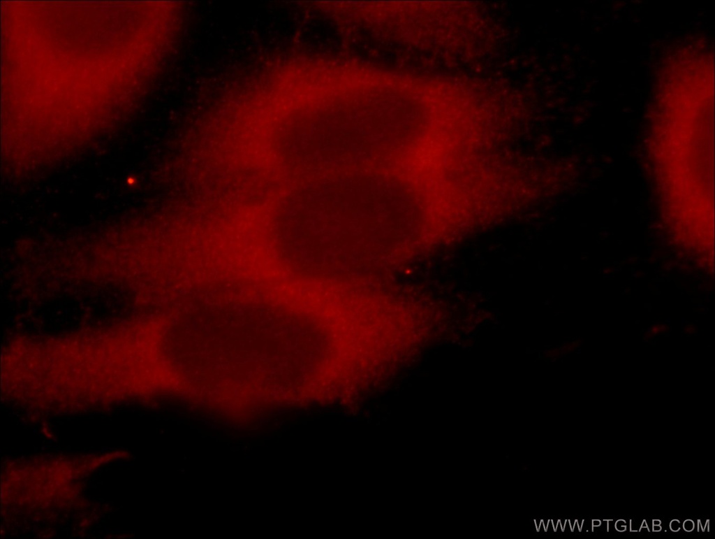 DEPDC6/Deptor Polyclonal antibody