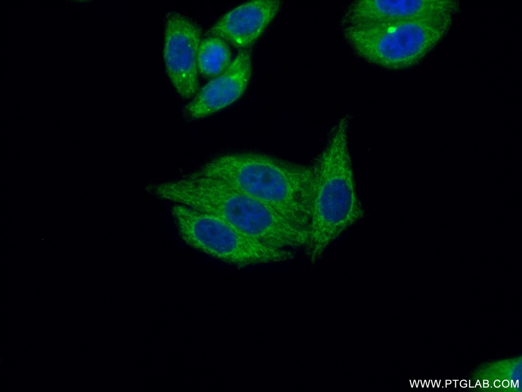 OXA1L Polyclonal antibody