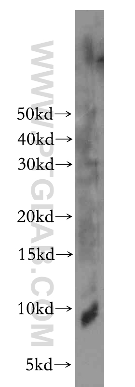 ELOF1 Polyclonal antibody