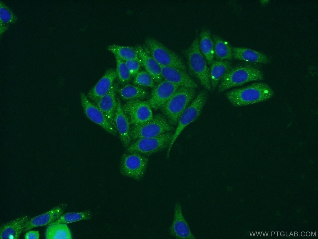 LIPC Polyclonal antibody