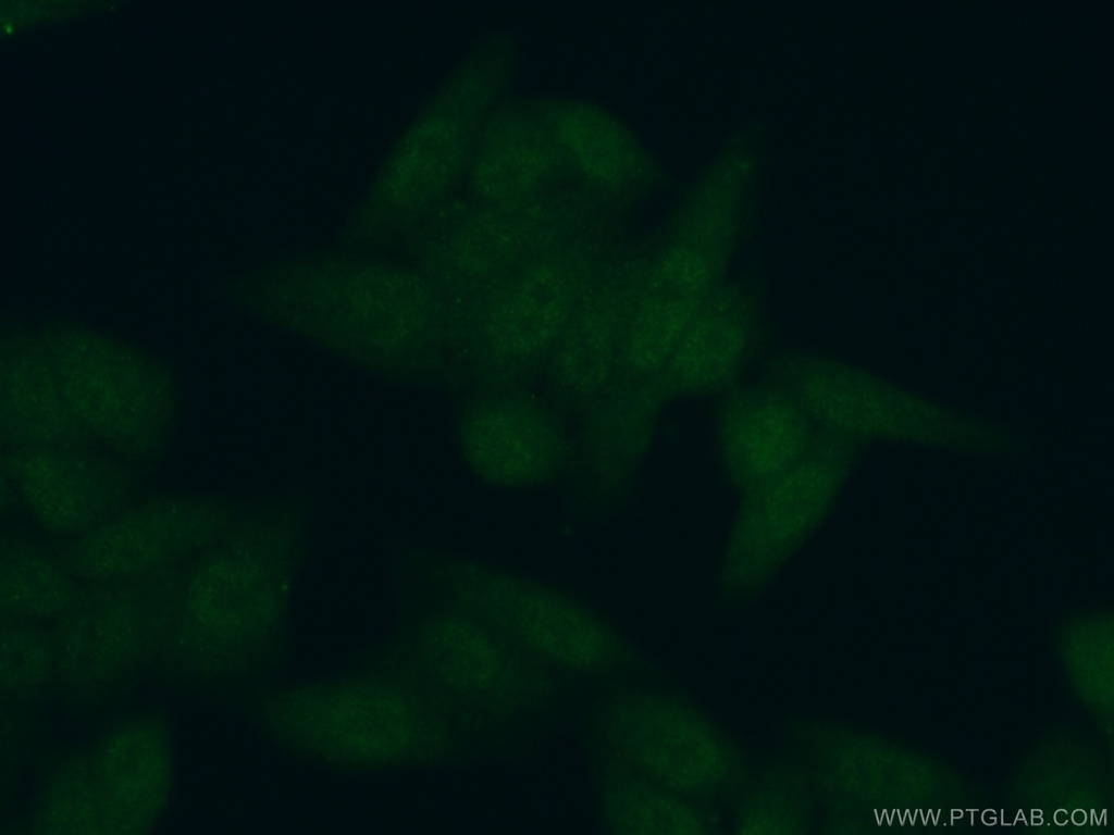 EBF3 Polyclonal antibody