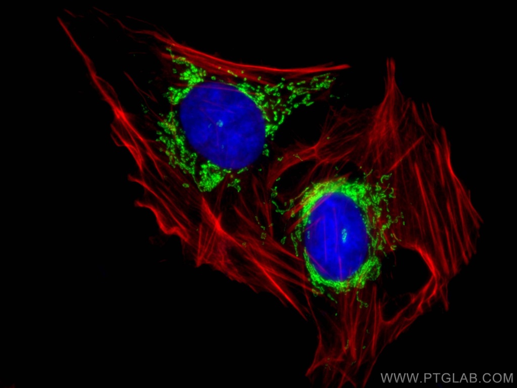LRPPRC Polyclonal antibody