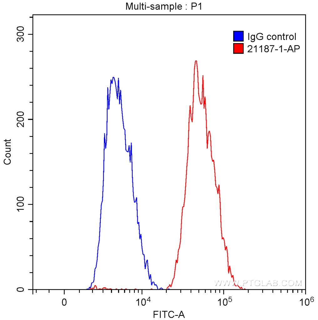 BCL6 Polyclonal antibody