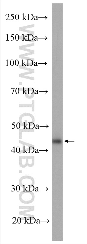 B3GNT6 Polyclonal antibody