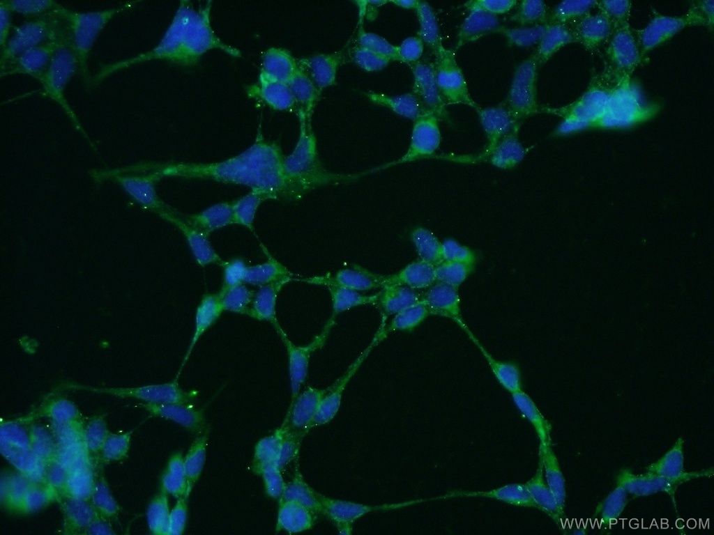 MANEA Polyclonal antibody