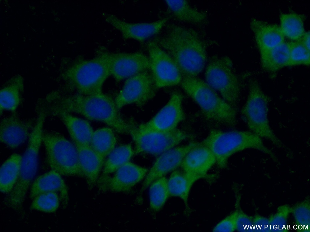 STARD13 Polyclonal antibody