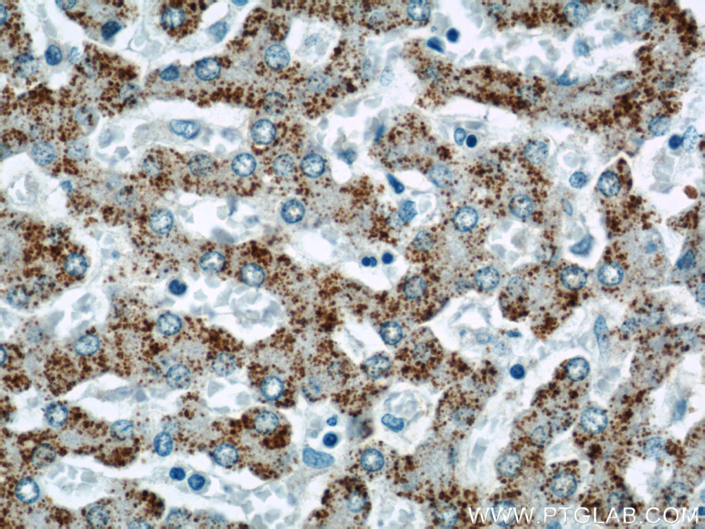 INE1 Polyclonal antibody