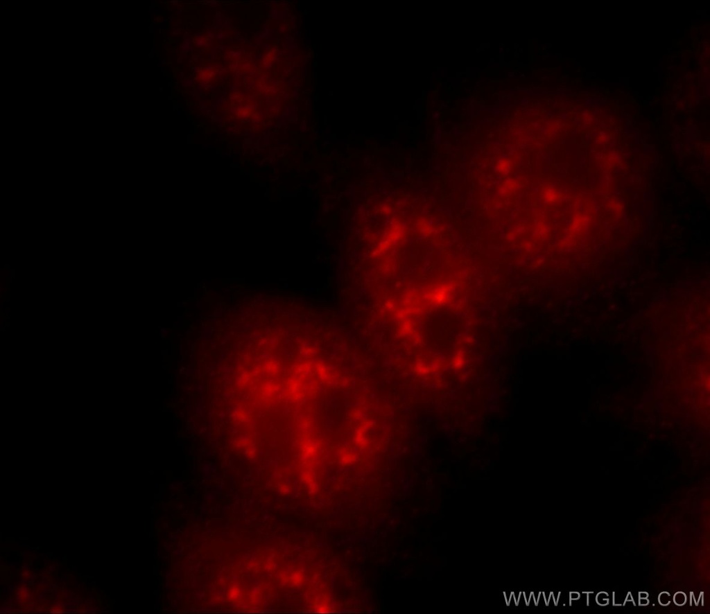 C21orf66 Polyclonal antibody