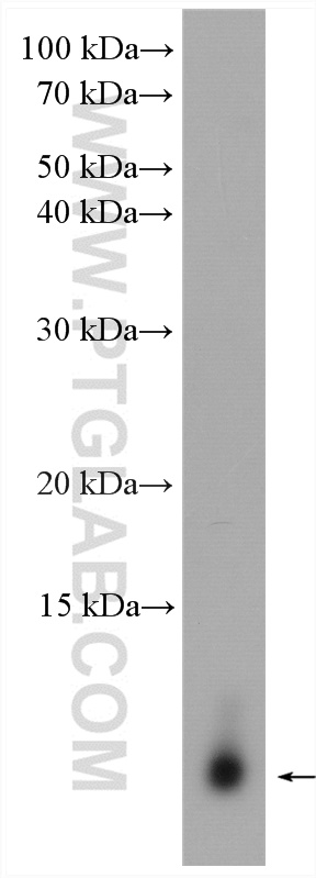 LST1 Polyclonal antibody