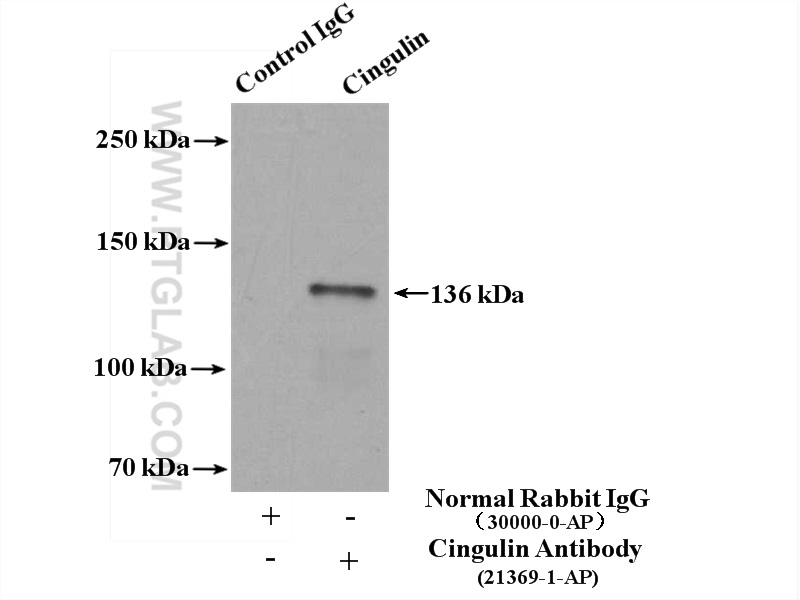 Cingulin Polyclonal antibody