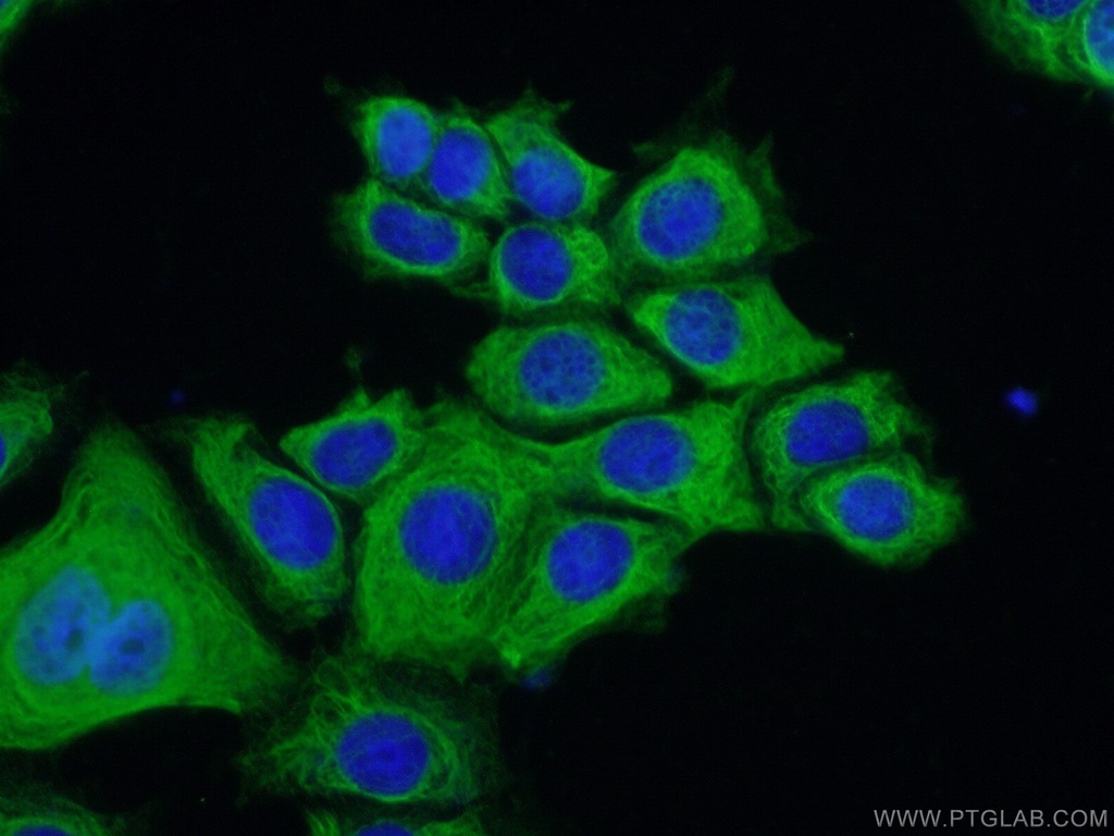 ERMAP Polyclonal antibody