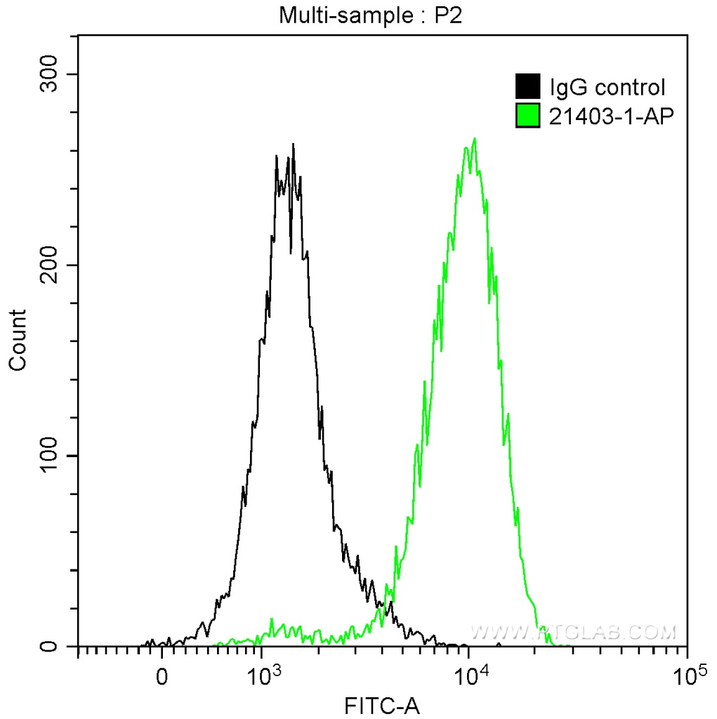 MYH10 Polyclonal antibody